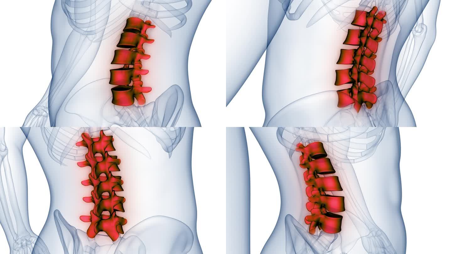 脊髓、脊柱、腰椎人体骨骼系统解剖动画概念