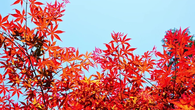 秋天阳光红叶五角枫红枫鸡爪槭枫叶枫树