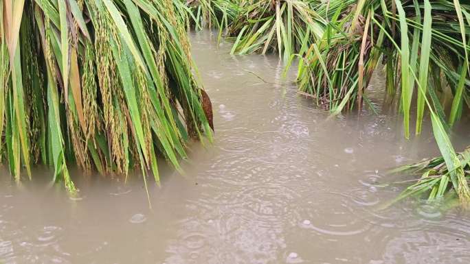 台风过后水泡稻田稻谷倒塌受淹水浸稻田洪水