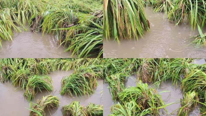 台风过后水泡稻田稻谷倒塌受淹水浸稻田洪水