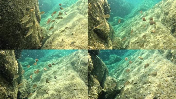 撒丁岛的水下鱼群鱼类深海