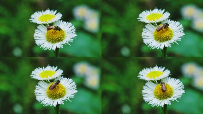 蜜蜂在花丛中采蜜