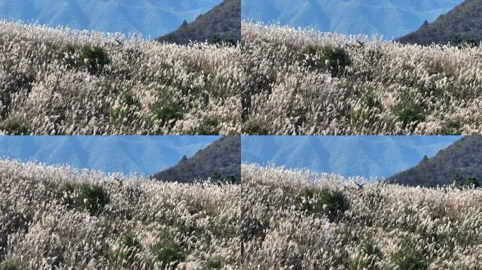 浙江会稽山东白山西白山高山草甸芦花秋风吹