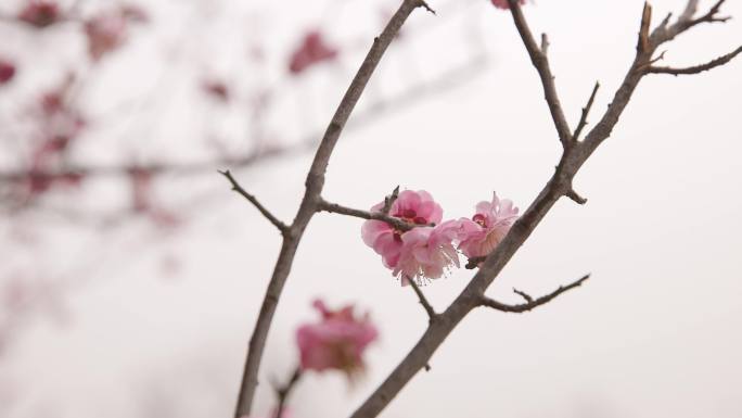 桃花园桃花盛开文艺古风4K素材