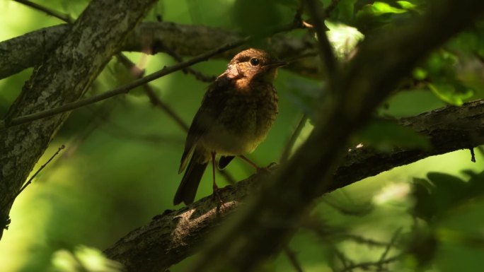 一种年轻的欧洲知更鸟(红胸知更鸟)，俗称知更鸟或红胸知更鸟，消失在森林中