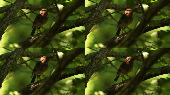 一种年轻的欧洲知更鸟(红胸知更鸟)，俗称知更鸟或红胸知更鸟，消失在森林中