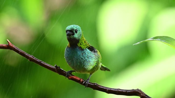 绿头塔纳尔(Tangara seledon)在大西洋森林里洗澡。雨中有太阳。
