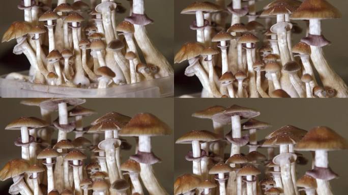 裸盖菇素蘑菇
