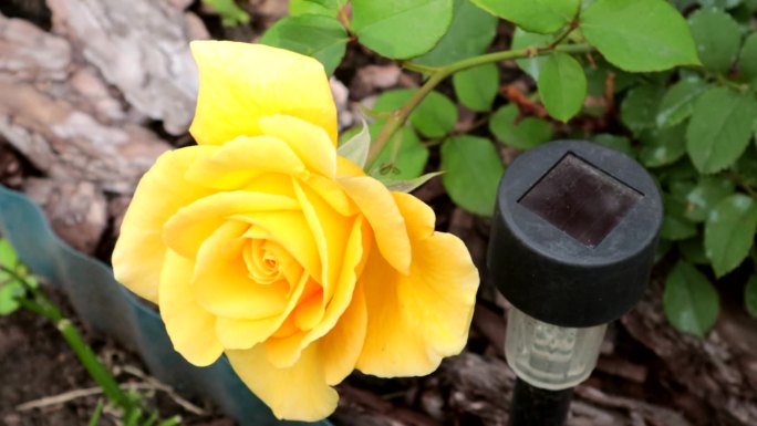 4k格式的高质量视频材料。美丽的黄玫瑰特写在一个LED花园手电筒的背景