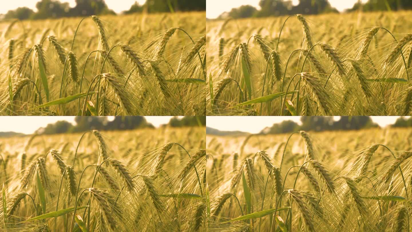 特写，DOF:在一个阳光明媚的秋日里，麦田里长满了金色的大麦穗