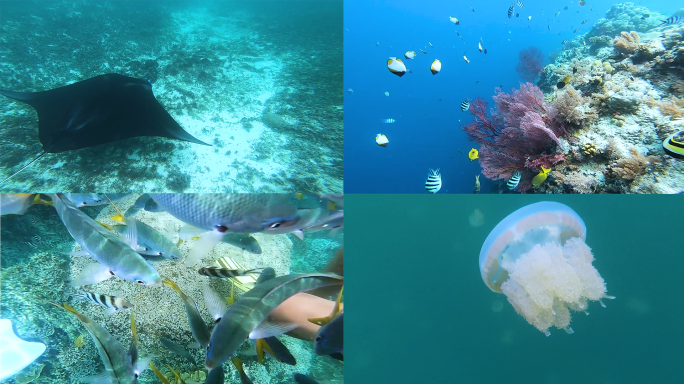 海洋珊瑚水母 潜水员视角水底世界