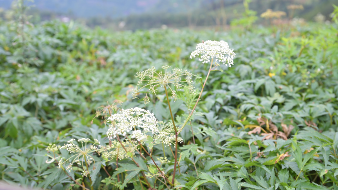 中药材种植基地当归生长视频素材