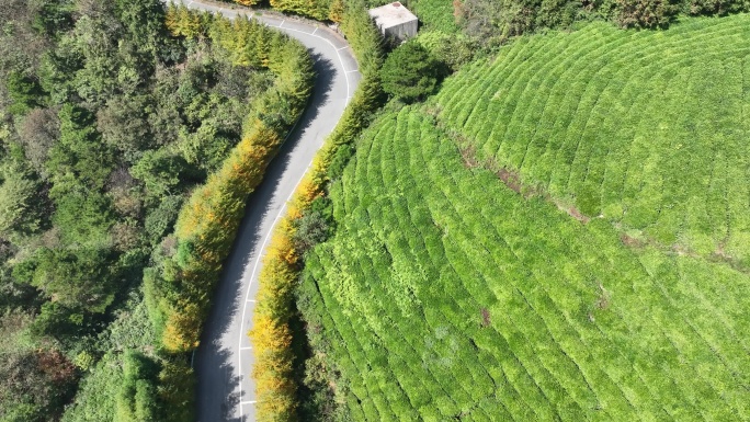 浙江会稽山东白山秋天茶山茶园道路山路黄叶