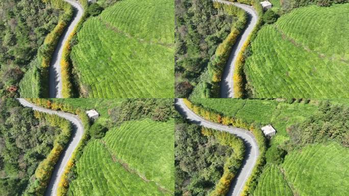 浙江会稽山东白山秋天茶山茶园道路山路黄叶