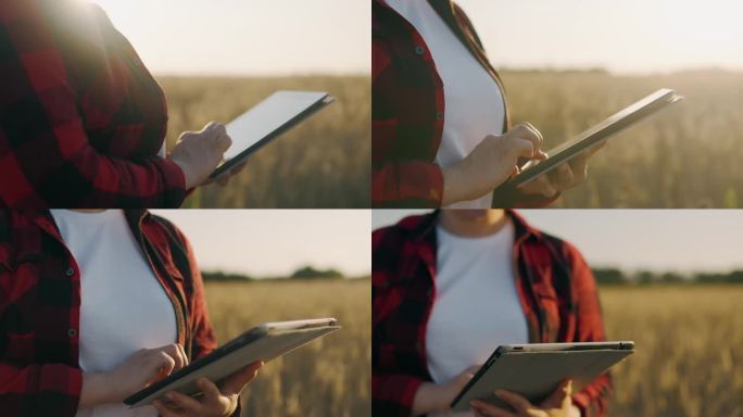 日落时分，一位女农学家在麦田里拿着写字板记录数据