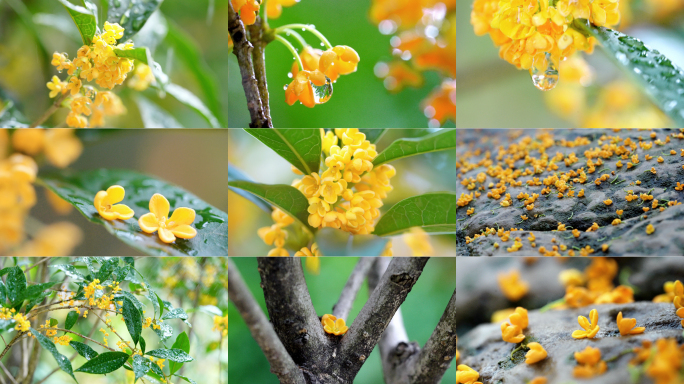 唯美桂花 雨中桂花