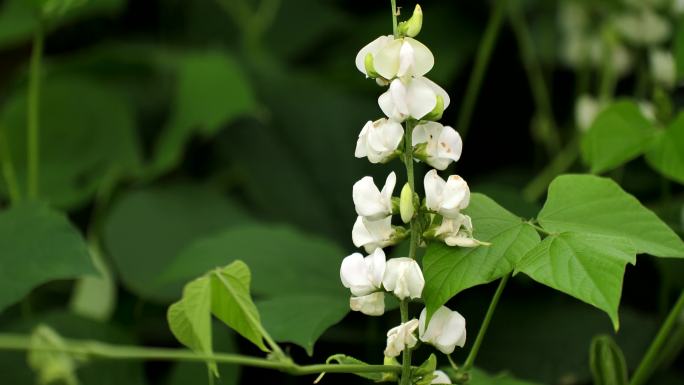 野豆角花农业种植