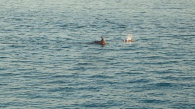一群海豚(飞燕科)冲破海浪。慢动作