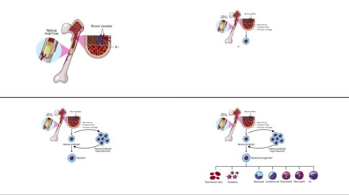 干细胞造血形成动画