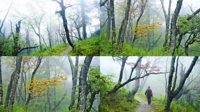 唯美朦胧原始森林树林山雾迷漫秋色红叶