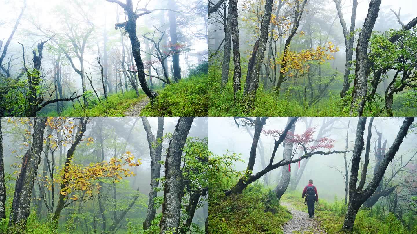 唯美朦胧原始森林树林山雾迷漫秋色红叶