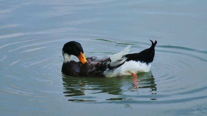 鸭子在公园湖面上游玩