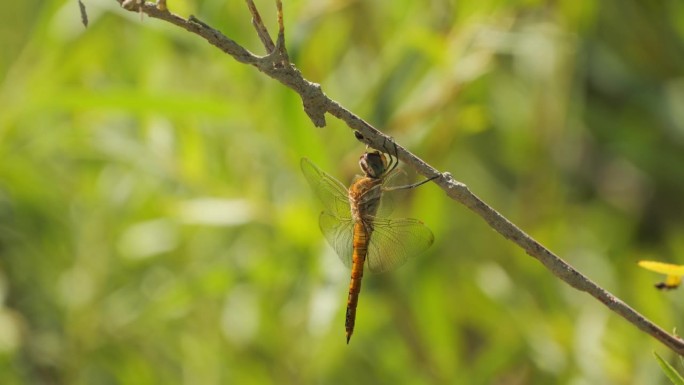 在一个阳光明媚的日子里，蜻蜓垂直地依附在花园里的一根植物树枝上，背景模糊