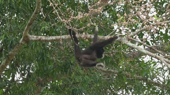 这只黑色的长臂猿在吃水果时炫耀它的悬挂技能，然后向右摆动离开。泰国，白手长臂猿