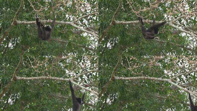 这只黑色的长臂猿在吃水果时炫耀它的悬挂技能，然后向右摆动离开。泰国，白手长臂猿