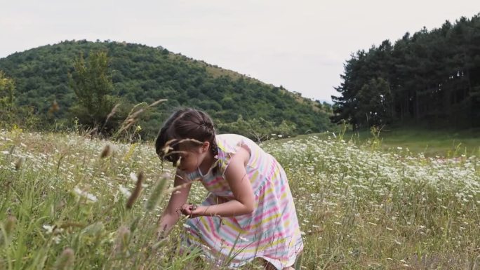 幼儿园的小女孩在草地上探索，在草地上漫步，摘花，在大自然中享受一天
