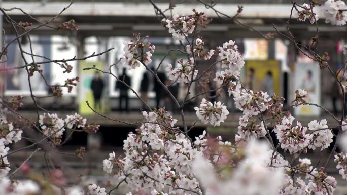 日本东京:看樱花和火车站。