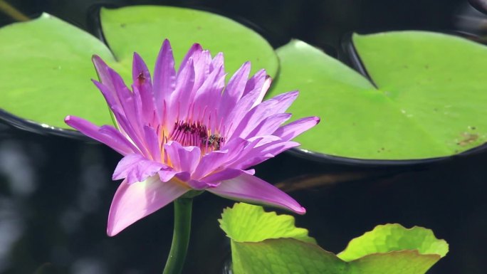 睡莲开花了。