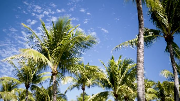 热带微风吹拂棕榈树的美景