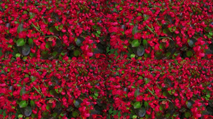 公园内一大片红色的花绽放