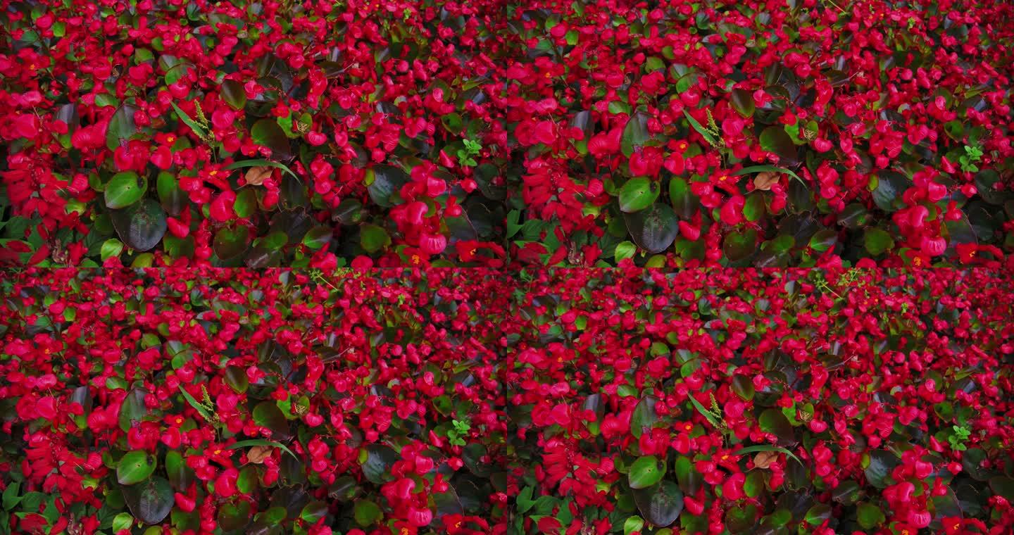 公园内一大片红色的花绽放