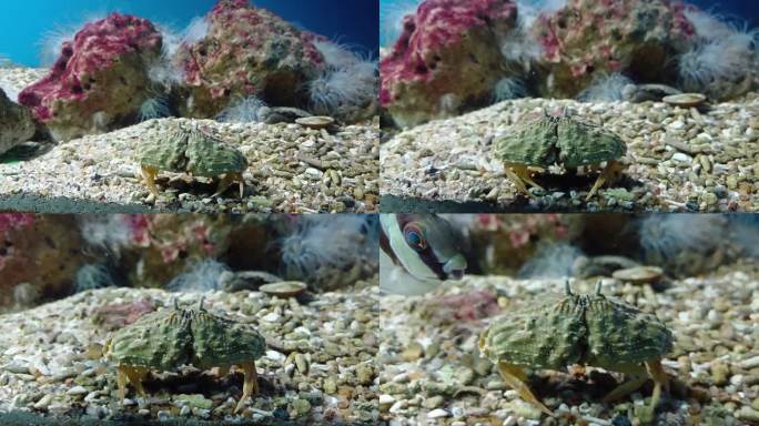 越南芽庄市海洋研究所水族箱底部爬行的螃蟹特写。
