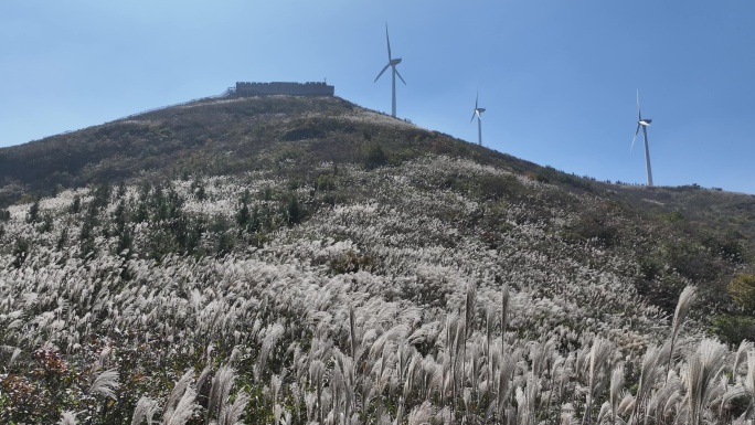 浙江会稽山东白山秋天高山草甸芦花风车风电