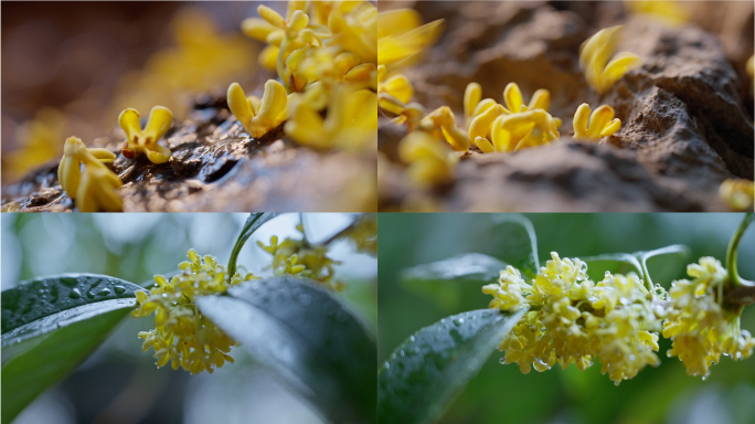 桂花红茶 桂花掉落 微距特写 4k 升格