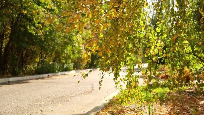 五彩缤纷的秋叶。美丽的白桦树，在秋天的森林里有黄色的叶子。金色的树叶飘落。公园里的金秋树。高品质的4