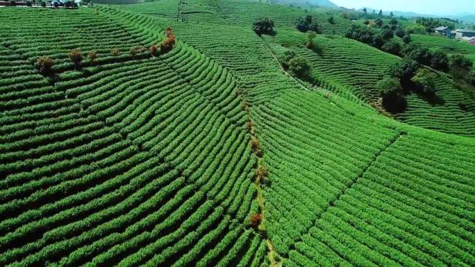 茶园 安吉白茶 航拍  白茶 采茶 绿茶