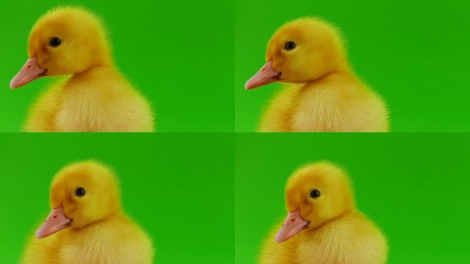 绿色屏幕上的小鸭子