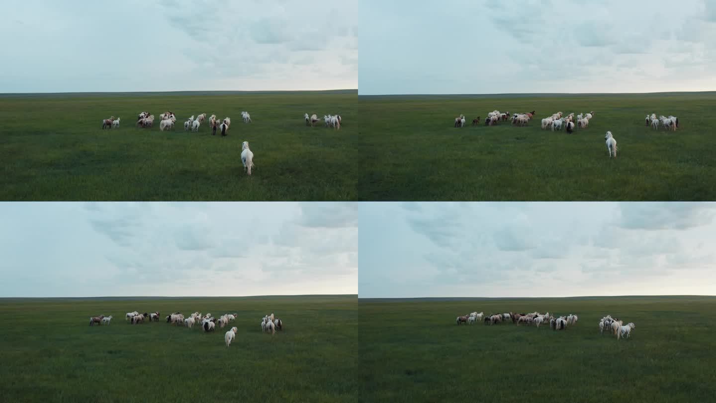 草原上奔跑的骏马