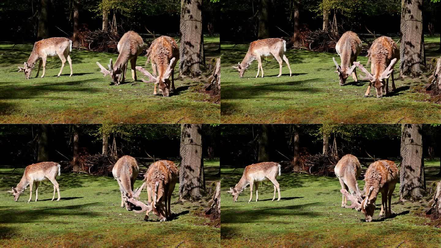 美索不达米亚驼鹿是一种反刍哺乳动物