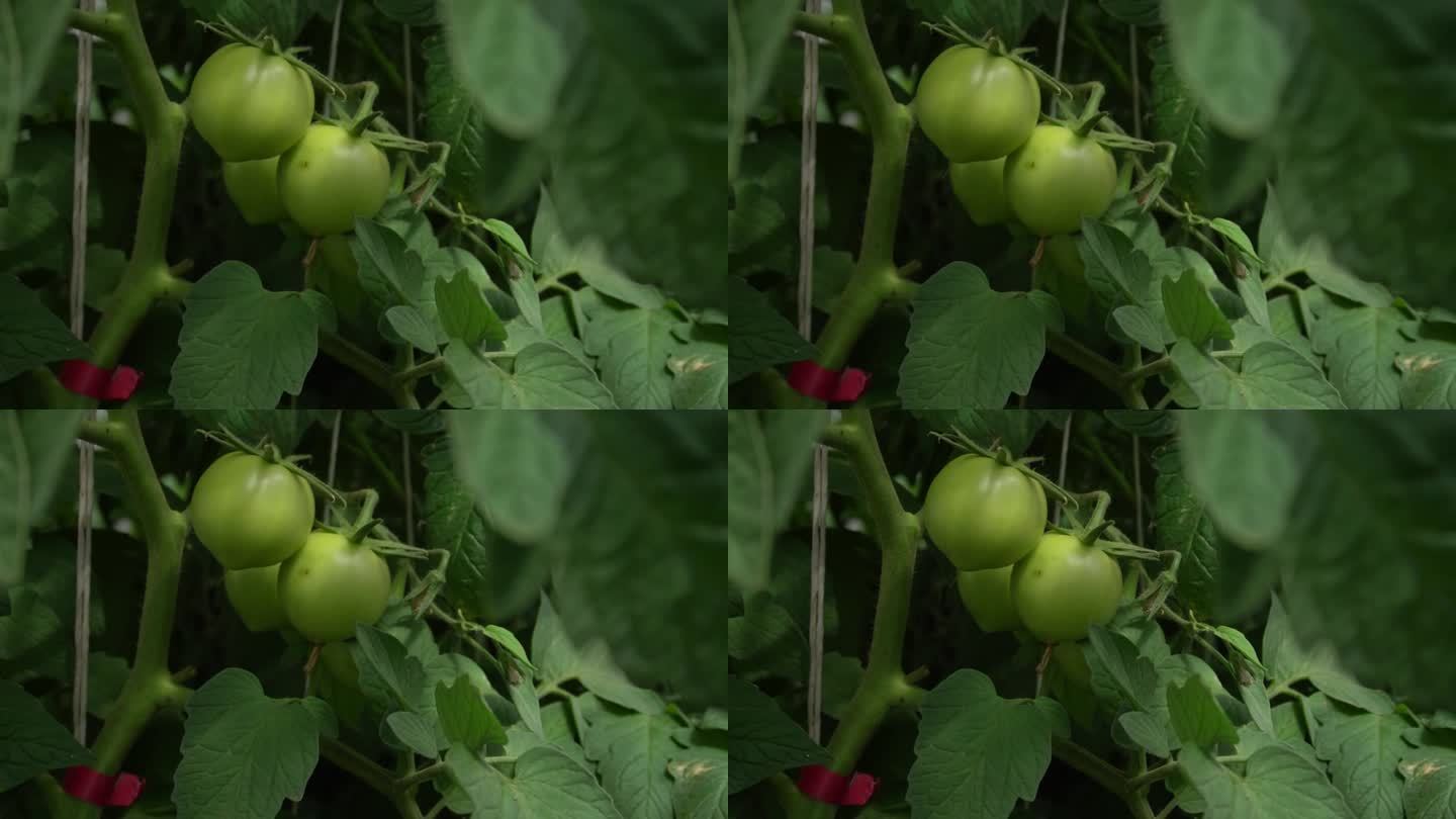 绿番茄在温室里成熟了