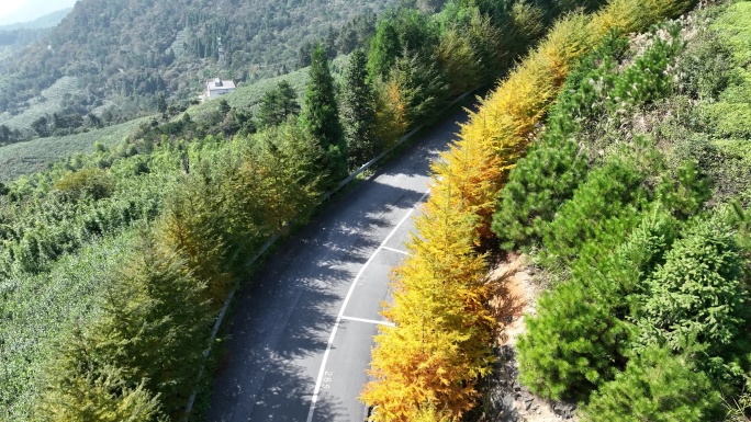 东白山会稽山山路道路秋天黄叶航拍原素材