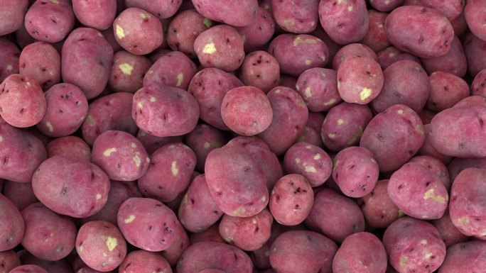 许多红色的土豆落在一堆，餐馆炸薯条的配料，农业浇筑土豆收获3D插图
