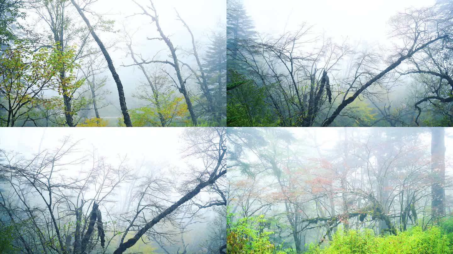 唯美朦胧原始森林树林山雾迷漫秋色红叶