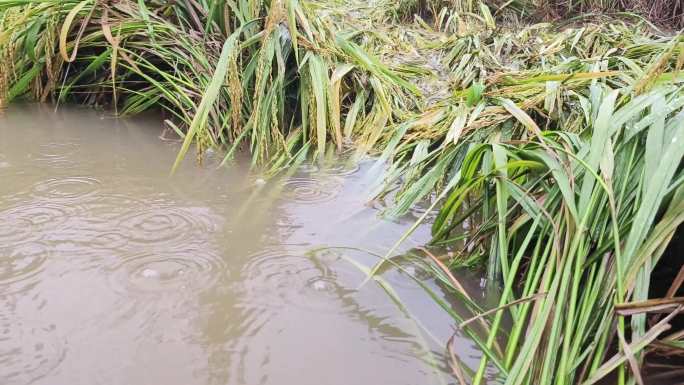 台风过后水泡稻田稻谷倒塌受淹水浸稻田洪水