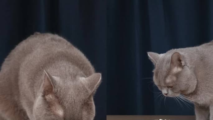 蓝猫在吃猫粮可爱萌宠肥猫毛孩子竖版视频