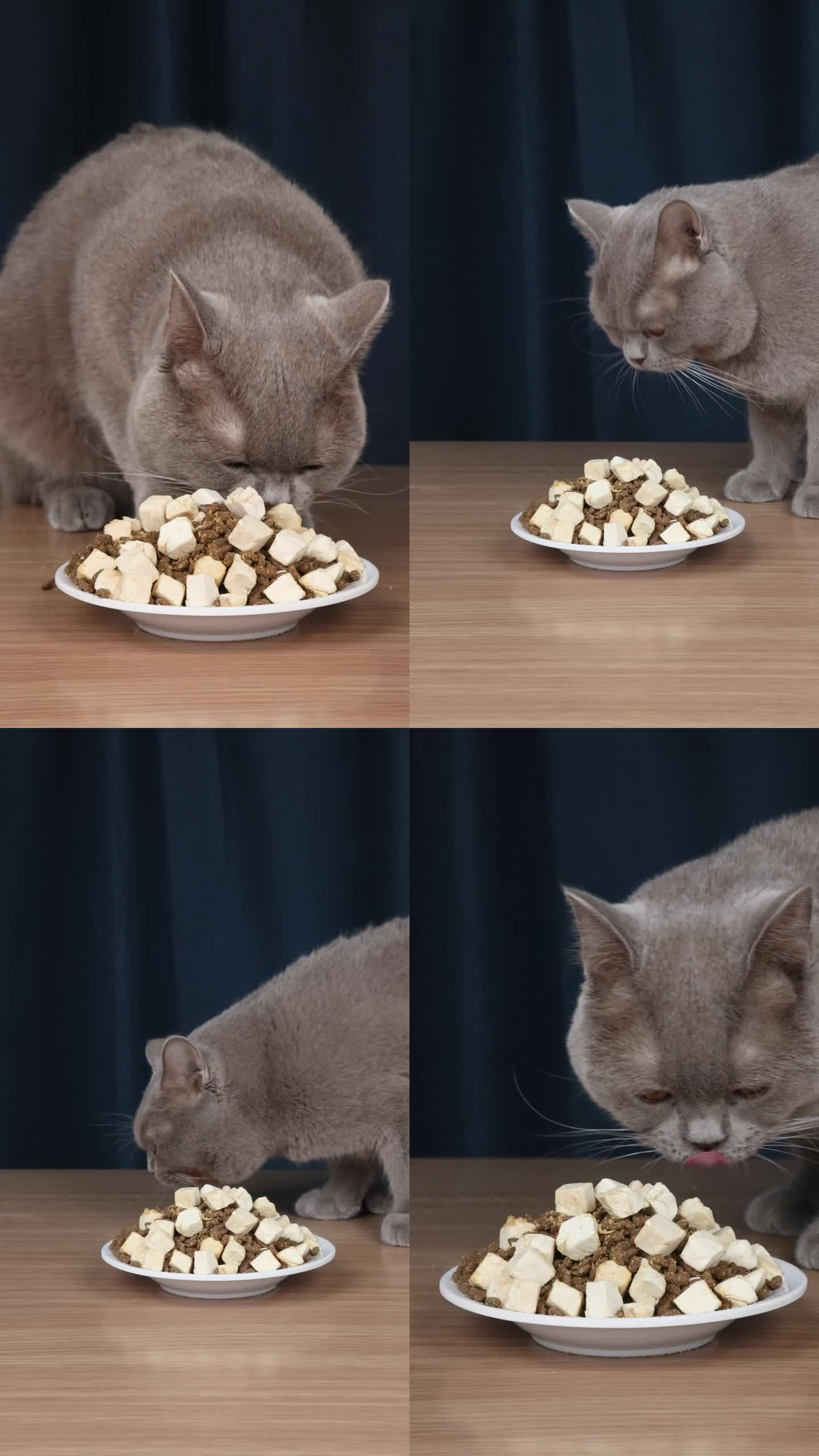 蓝猫在吃猫粮可爱萌宠肥猫毛孩子竖版视频